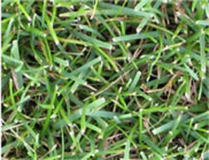 What Grass Is Right for Me?