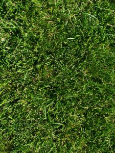 The Fundamentals of Zoysia Grass 