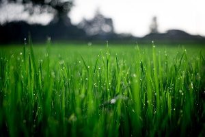 A Primer on Tall Fescue 