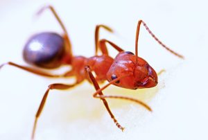 Lawn Care Tips: Dealing with Fire Ants 