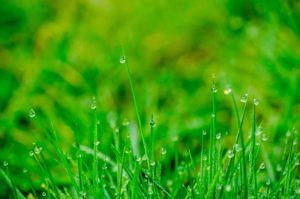 When Should You Water New Sod?