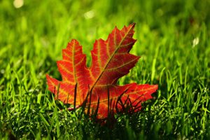 Feeding Your Lawn in the Fall 