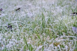 Winter Lawn: Caring for Lawns After Winter Quantico & Creek Sod