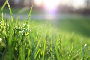 Choosing the Right Grass for Your Lawn 