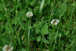 Why You Should Consider Planting a Clover Lawn 