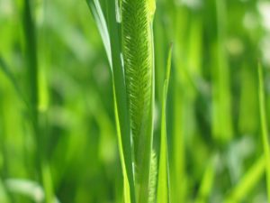 Weed Control: How to Deal with Weeds Infesting Your Lawn 