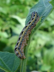Lawn Pest Problems: Controlling the Spread of Fall Armyworms