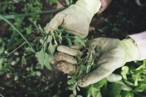 how to pull weeds without damaging plants