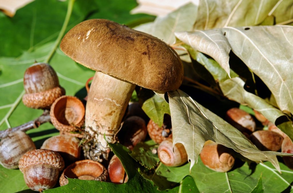 Lawn Care Questions: What Should You Do about Mushrooms?