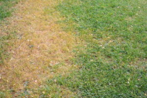 How Can You Tell if Your Grass is Actually Dead? 