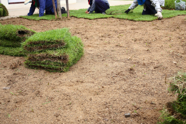How To Properly Take Care Of Your Fresh Sod Quantico Creek Sod Farms