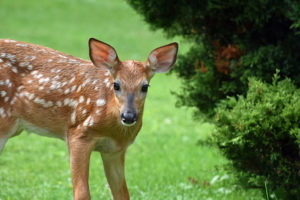 4 Quick Tips for Protecting Your Landscape Against Troublesome Critters