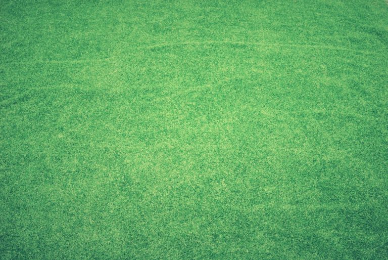 How To Care For Your Brand New Zoysia Sod Lawn