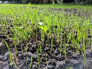 quantico creek sod farm landscaping