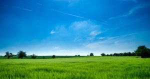 quantico creek sod farm kentucky bluegrass