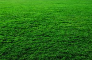 quantico creek sod farms turfgrass sod