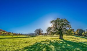 4 Basic Steps to Lay Down Grass Sod Quantico & Creek