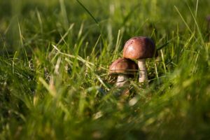 quantico creek sod farm grass mushrooms