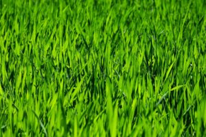 3 Lawn Watering Tips That You Need to Memorize Quantico Creek Sod