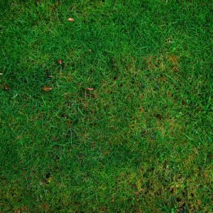 6 Tips For Proper Overseeding Quantico & Creek Sod Farm