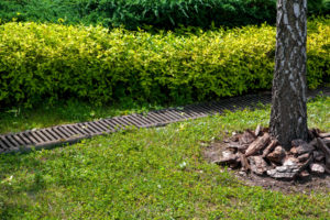 What to Do When Heavy Rain Threatens Your Lawn quantico creek sod