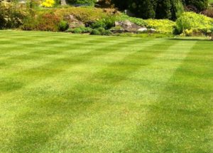 quantico creek sod farm tall fescue lawn