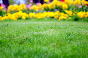 Quantico Creek Sod Aerate Your Lawn