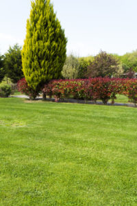 Quantico Creek Sod Farms Cool-Season Warm-Season Grasses