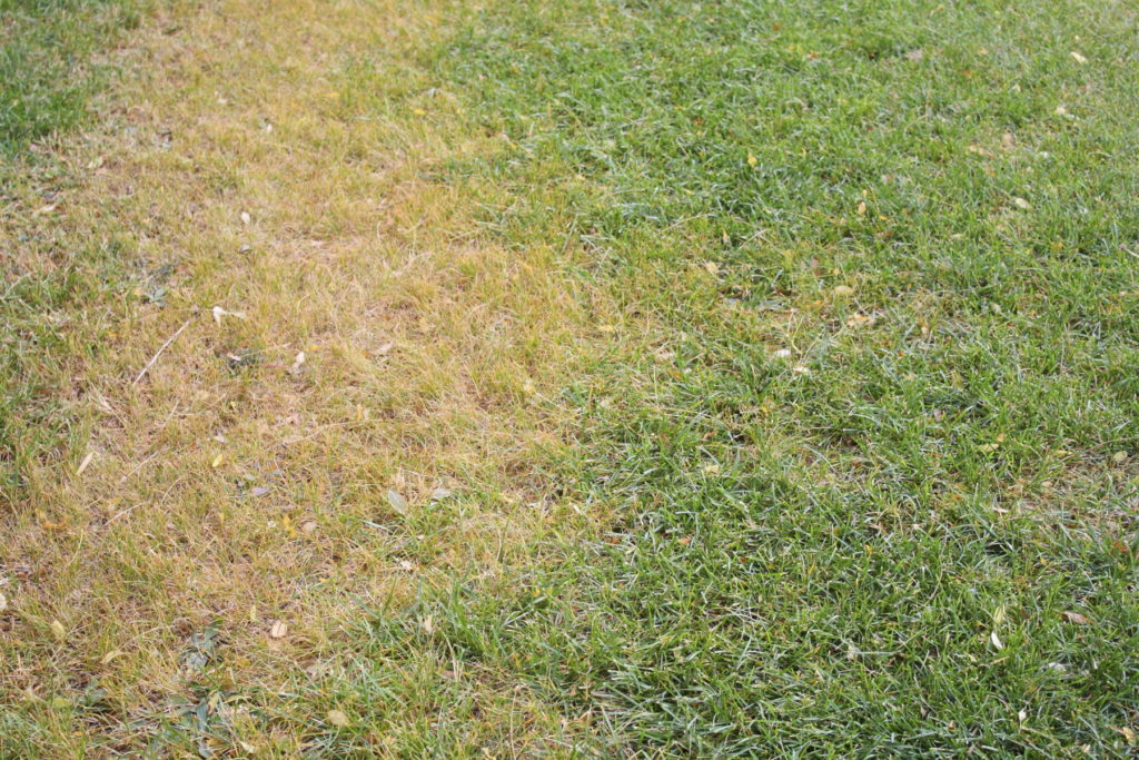 3 Fall Diseases That Affect CoolSeason Grass Quantico Creek Sod Farms