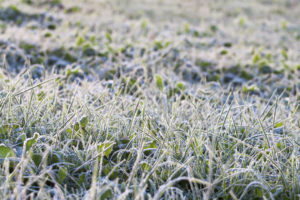 Quantico Creek Sod Winter