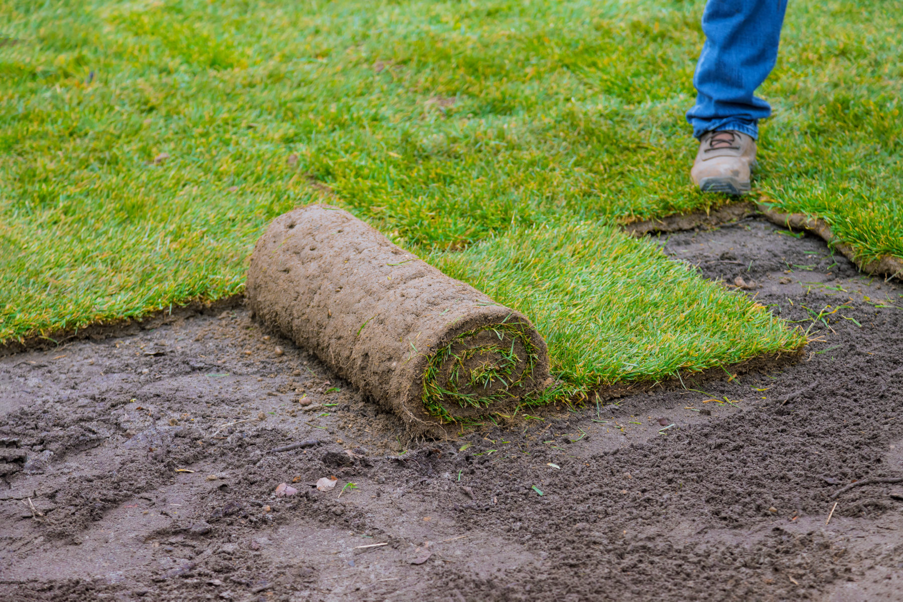 Tips for Laying Sod During Winter Quantico Creek Sod Farms