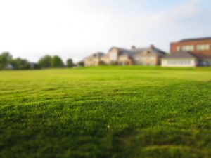 Which Grass is Best for Your Lawn? quantico creek sod
