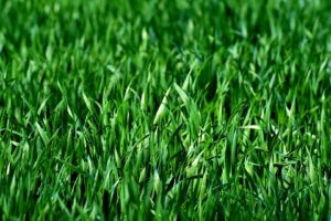 What to Know About Grass Seed quantico creek sod