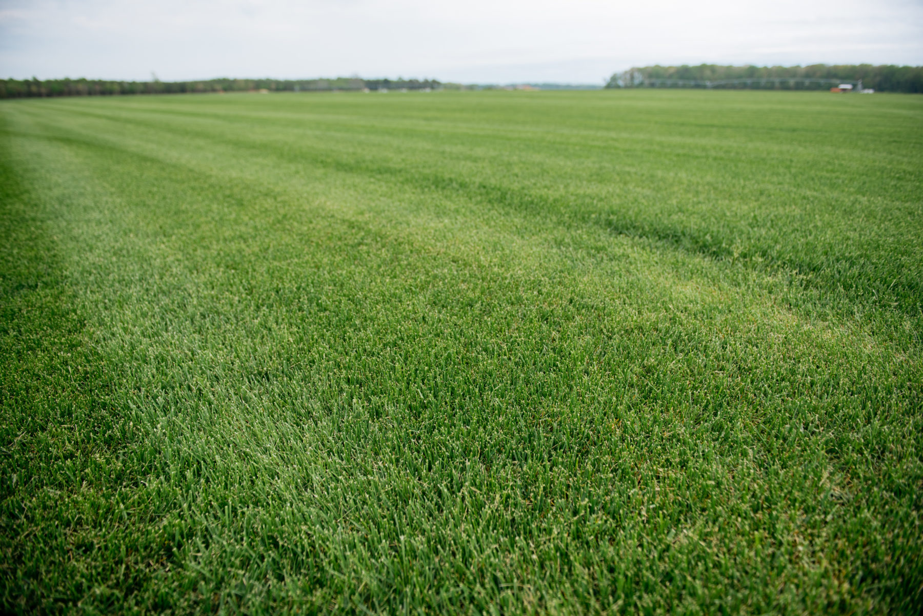 Identifying the Signs of Overwatering quantico creek sod