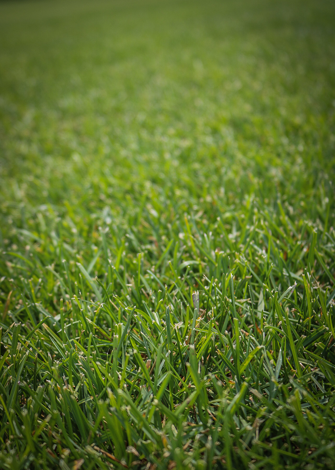 Cool-Season Grasses vs. Warm-Season Grasses: What’s the Difference? quantico creek sod