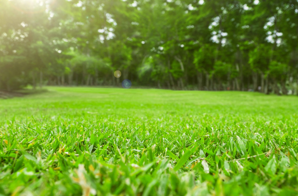 Protecting Your Lawn from Heavy Rain quantico creek sod