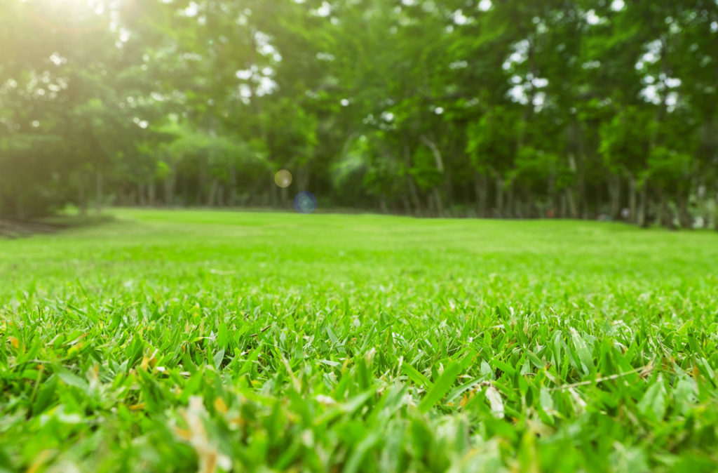 close up of lawn with trees in background
