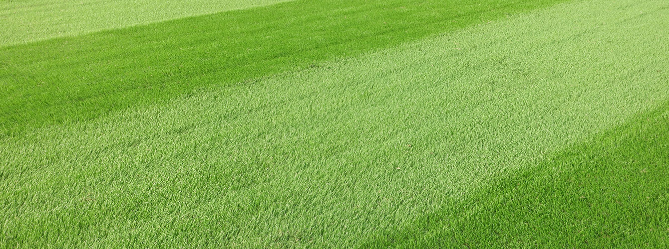 Zoysia Grass 2