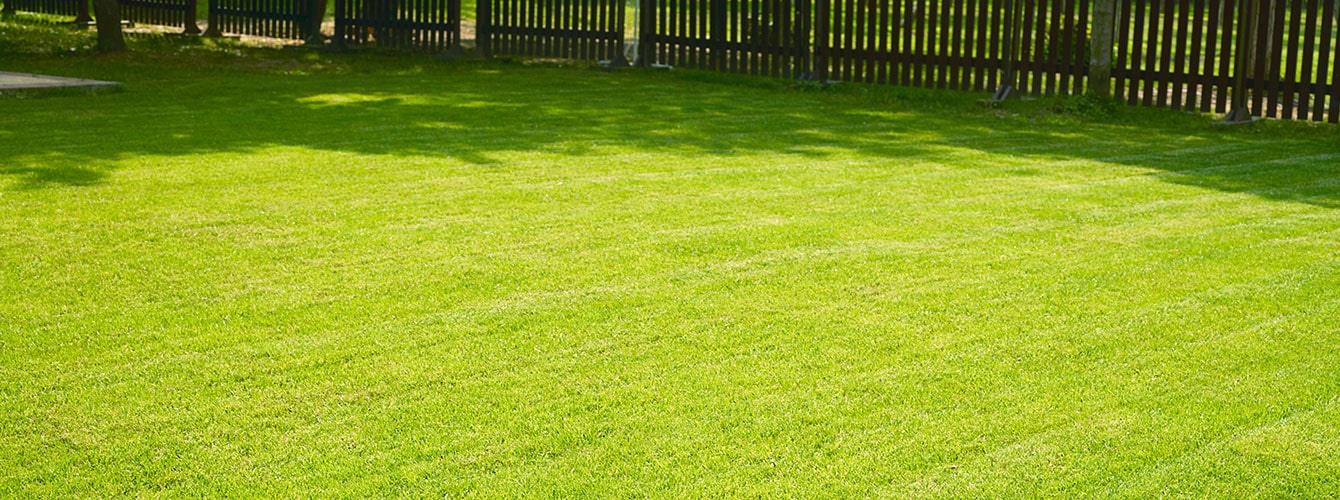 Zoysia Grass 3