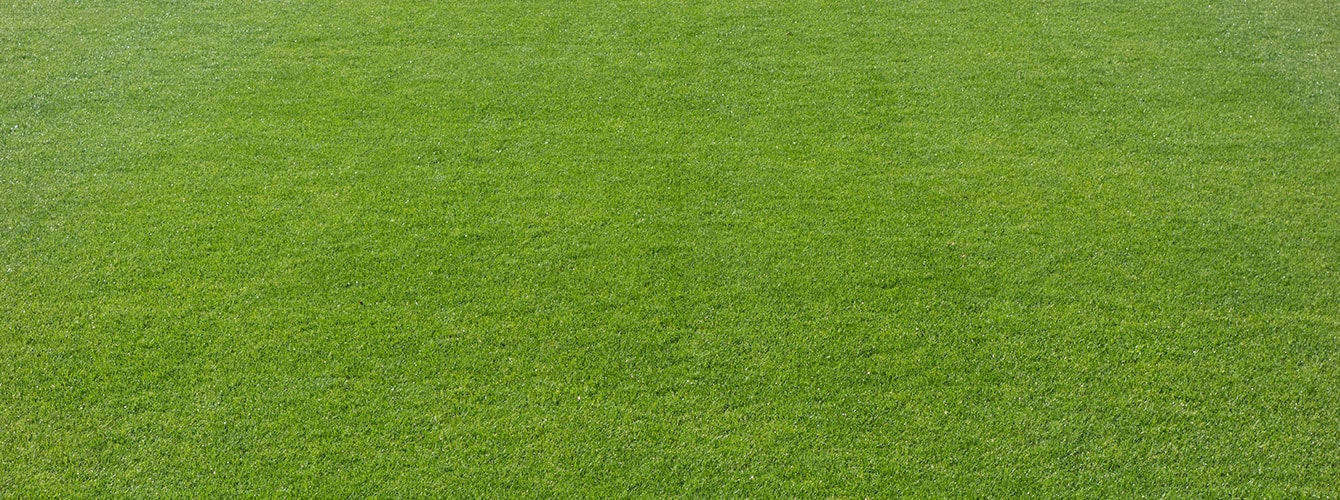 Zoysia Grass 4
