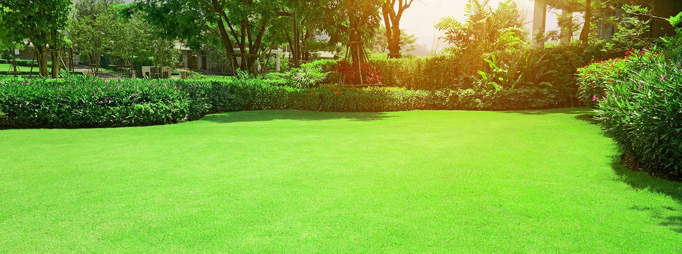 Zoysia Grass 5