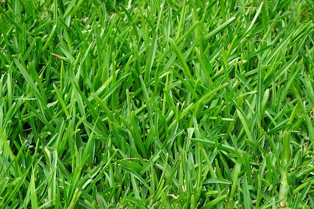 Tips for Summer Lawn Maintenance quantico creek sod