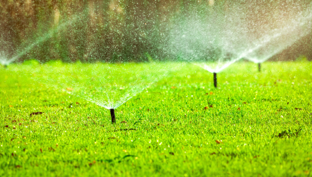 Adjusting Your Lawn’s Watering Schedule quantico creek sod