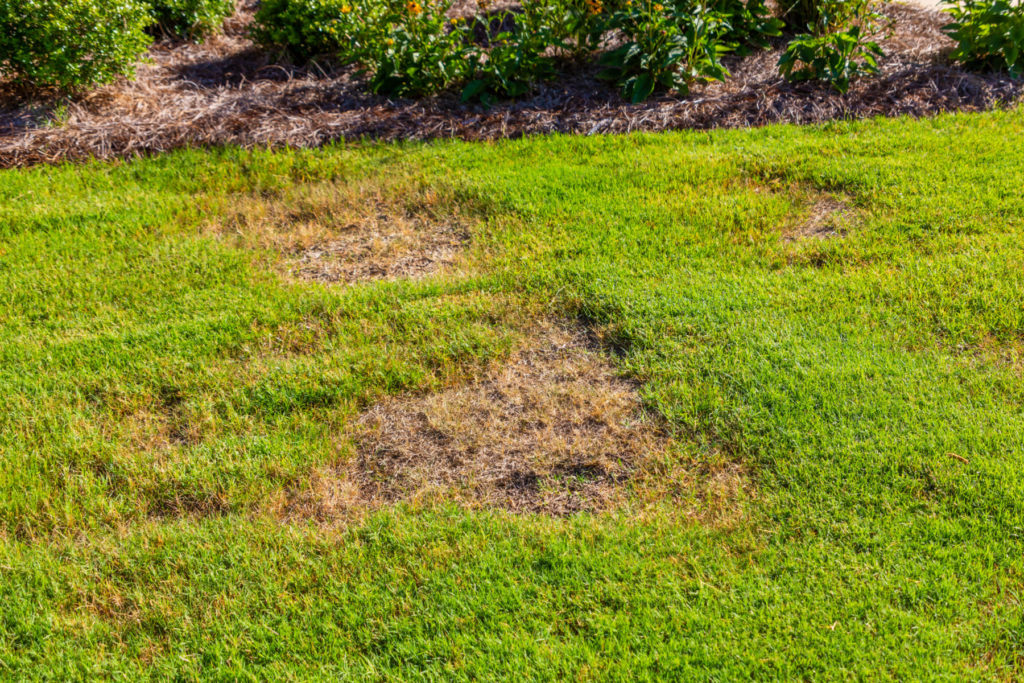 How to Deal with Bald Spots on Your Lawn quantico creek sod