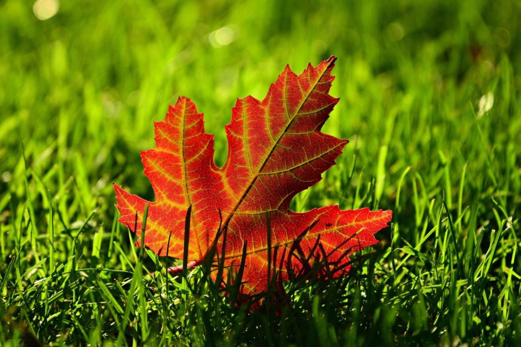 Fall Lawn Care Tips for Your Property quantico creek sod