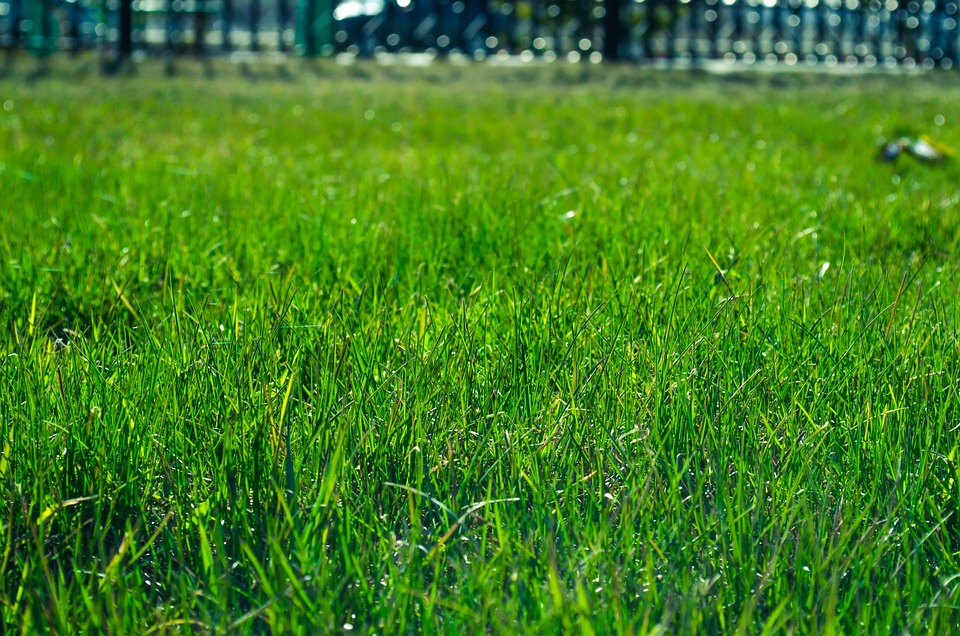 Caring for Kentucky Bluegrass quantico creek sod