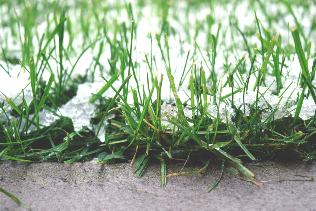 4 Winter Lawn Care Tips for Dormant Grass quantico creek sod