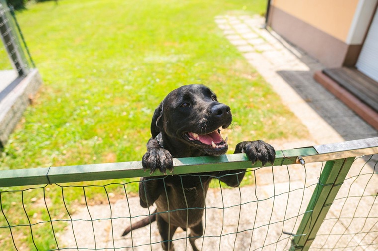 Preventing Your Dog from Damaging Your Sod quantico creek sod