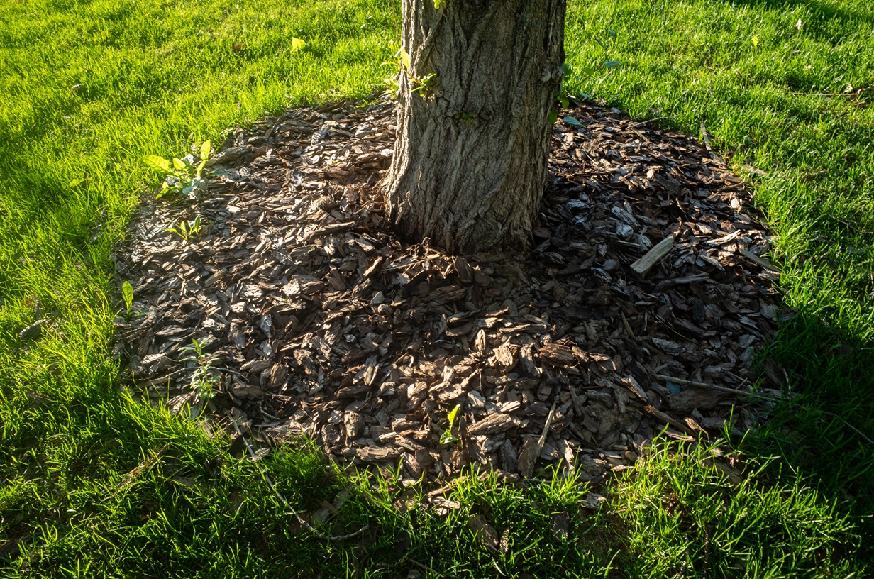 Can Mulch Protect Your Fresh Sod? quantico creek sod