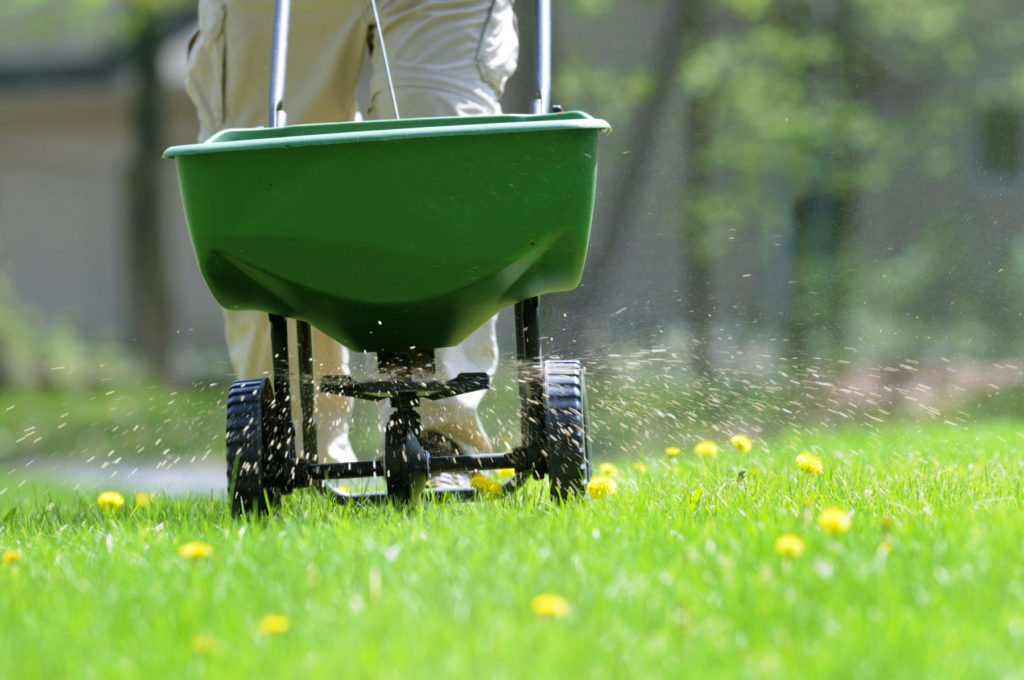 When to Fertilize Your New Sod quantico creek sod